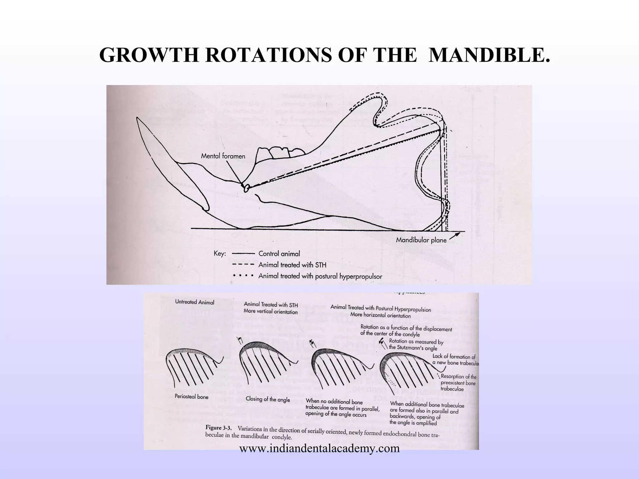 GROWTH ROTATIONS OF THE MANDIBLE.
www.indiandentalacademy.com
 