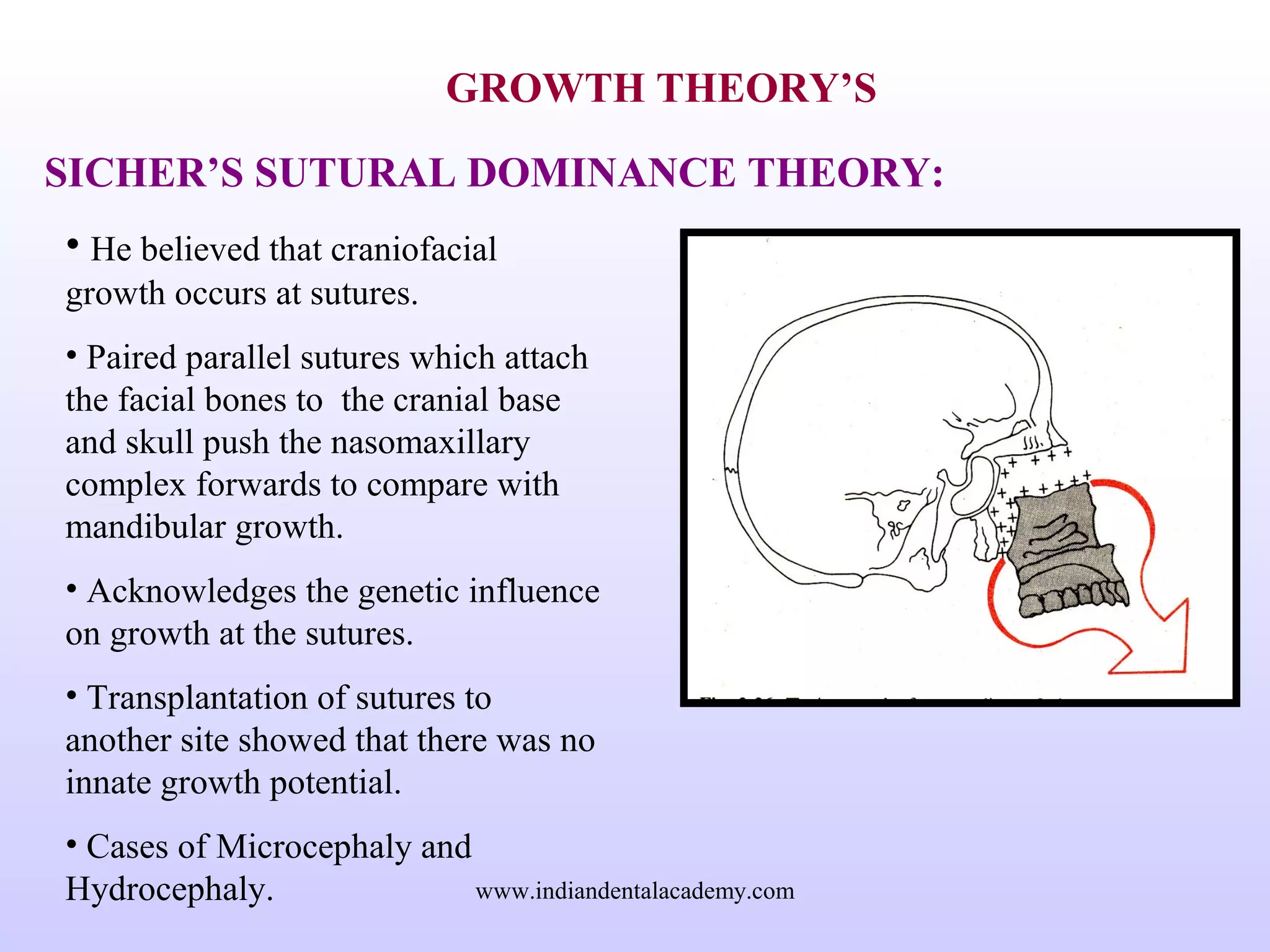 GROWTH THEORY’S
SICHER’S SUTURAL DOMINANCE THEORY:
• He believed that craniofacial
growth occurs at sutures.
• Paired parallel sutures which attach
the facial bones to the cranial base
and skull push the nasomaxillary
complex forwards to compare with
mandibular growth.
• Acknowledges the genetic influence
on growth at the sutures.
• Transplantation of sutures to
another site showed that there was no
innate growth potential.
• Cases of Microcephaly and
Hydrocephaly. www.indiandentalacademy.com
 