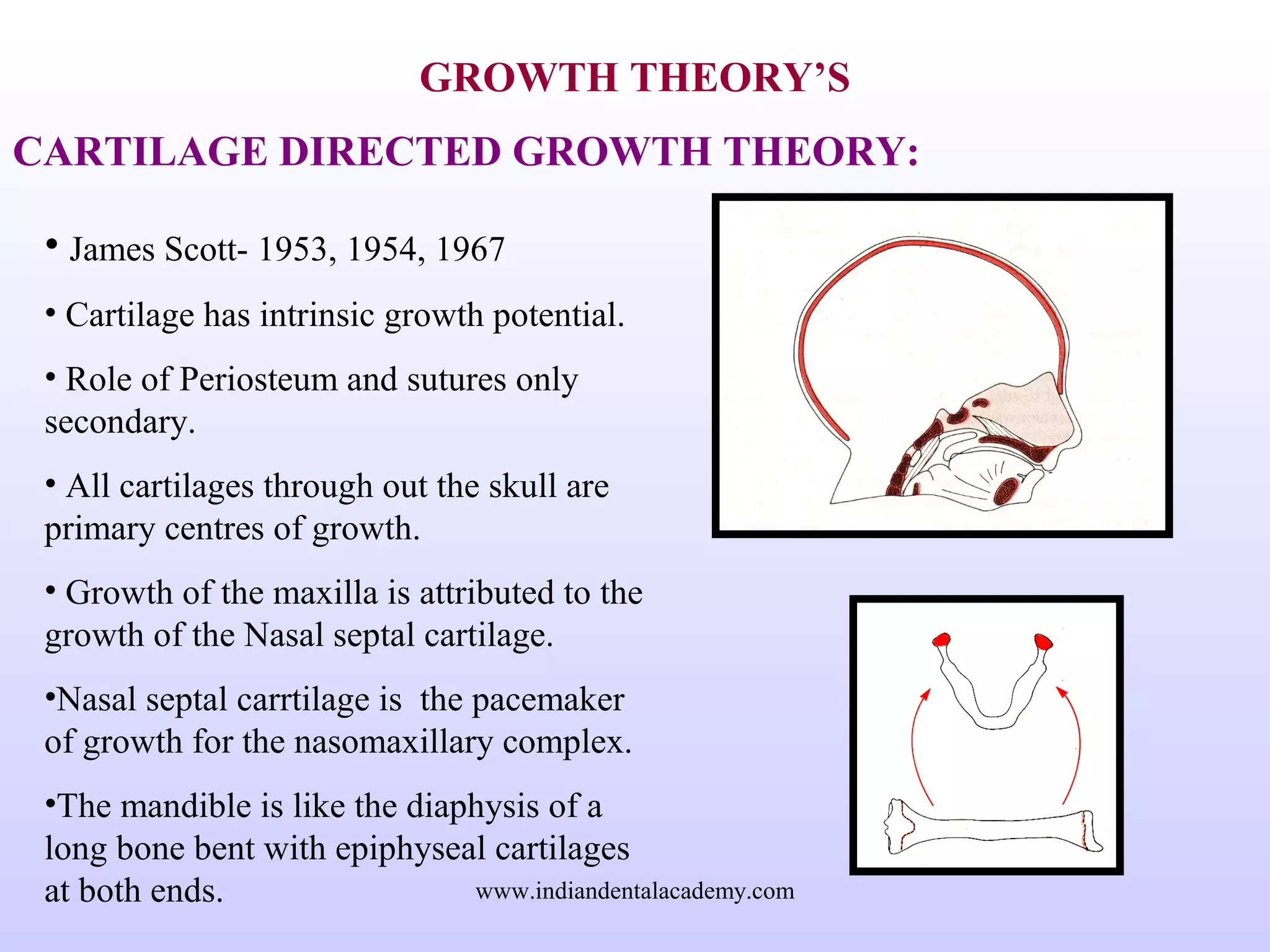 GROWTH THEORY’S
CARTILAGE DIRECTED GROWTH THEORY:
• James Scott- 1953, 1954, 1967
• Cartilage has intrinsic growth potential.
• Role of Periosteum and sutures only
secondary.
• All cartilages through out the skull are
primary centres of growth.
• Growth of the maxilla is attributed to the
growth of the Nasal septal cartilage.
•Nasal septal carrtilage is the pacemaker
of growth for the nasomaxillary complex.
•The mandible is like the diaphysis of a
long bone bent with epiphyseal cartilages
at both ends. www.indiandentalacademy.com
 