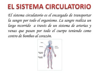 El sistema circulatorio es el encargado de transportar
la sangre por todo el organismo. La sangre realiza un
largo recorrido a través de un sistema de arterias y
venas que pasan por todo el cuerpo teniendo como
centro de bombeo al corazón.
 