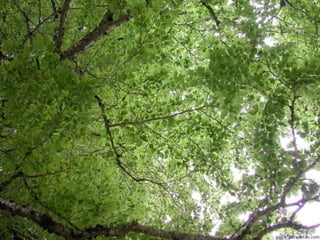 CONJUNTOS FINITOS E INFINITOS