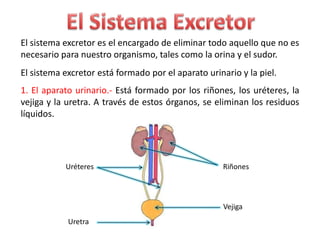 El sistema excretor es el encargado de eliminar todo aquello que no es
necesario para nuestro organismo, tales como la orina y el sudor.
El sistema excretor está formado por el aparato urinario y la piel.
1. El aparato urinario.- Está formado por los riñones, los uréteres, la
vejiga y la uretra. A través de estos órganos, se eliminan los residuos
líquidos.




           Uréteres                                 Riñones




                                                     Vejiga
            Uretra
 