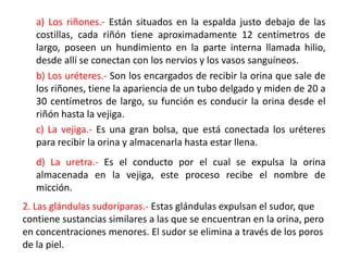 a) Los riñones.- Están situados en la espalda justo debajo de las
   costillas, cada riñón tiene aproximadamente 12 centímetros de
   largo, poseen un hundimiento en la parte interna llamada hilio,
   desde allí se conectan con los nervios y los vasos sanguíneos.
   b) Los uréteres.- Son los encargados de recibir la orina que sale de
   los riñones, tiene la apariencia de un tubo delgado y miden de 20 a
   30 centímetros de largo, su función es conducir la orina desde el
   riñón hasta la vejiga.
   c) La vejiga.- Es una gran bolsa, que está conectada los uréteres
   para recibir la orina y almacenarla hasta estar llena.
   d) La uretra.- Es el conducto por el cual se expulsa la orina
   almacenada en la vejiga, este proceso recibe el nombre de
   micción.
2. Las glándulas sudoríparas.- Estas glándulas expulsan el sudor, que
contiene sustancias similares a las que se encuentran en la orina, pero
en concentraciones menores. El sudor se elimina a través de los poros
de la piel.
 
