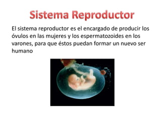 El sistema reproductor es el encargado de producir los
óvulos en las mujeres y los espermatozoides en los
varones, para que éstos puedan formar un nuevo ser
humano
 