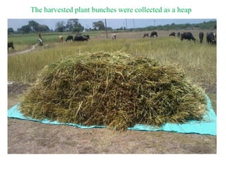 The harvested plant bunches were collected as a heap
 
