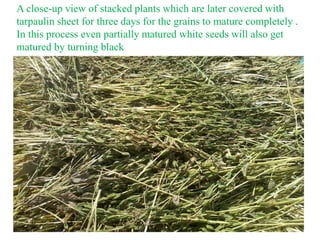 A close-up view of stacked plants which are later covered with
tarpaulin sheet for three days for the grains to mature com...