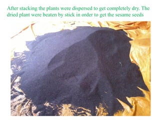 After stacking the plants were dispersed to get completely dry. The
dried plant were beaten by stick in order to get the s...