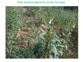 Pods started to appear by seventy five days
 
