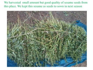 We harvested small amount but good quality of sesame seeds from
this place. We kept this sesame as seeds to sown in next s...
