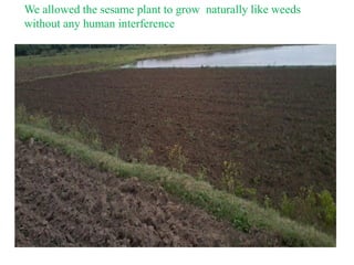 We allowed the sesame plant to grow naturally like weeds
without any human interference
 
