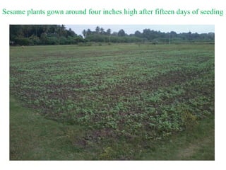 Sesame plants gown around four inches high after fifteen days of seeding
 