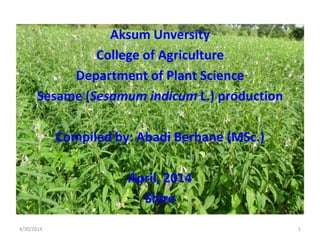 Aksum Unversity
College of Agriculture
Department of Plant Science
Sesame (Sesamum indicum L.) production
Compiled by: Abadi Berhane (MSc.)
April, 2014
Shire
4/30/2014 1
 