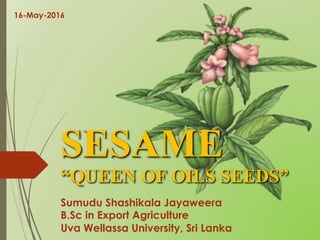 SESAME
Sumudu Shashikala Jayaweera
B.Sc in Export Agriculture
Uva Wellassa University, Sri Lanka
“QUEEN OF OILS SEEDS”
16-May-2016
 