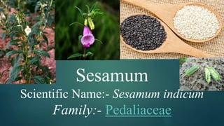 Sesamum
Scientific Name:- Sesamum indicum
Family:- Pedaliaceae
 