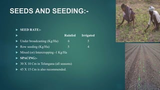 SEEDS AND SEEDING:-
 SEED RATE:-
 Rainfed Irrigated
 Under broadcasting (Kg/Ha) 6 5
 Row seeding (Kg/Ha) 5 4
 Mixed (or) Intercropping -1 Kg/Ha
 SPACING:-
 30 X 10 Cm in Telangana (all seasons)
 45 X 15 Cm is also recommended.
 