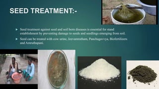 SEED TREATMENT:-
 Seed treatment against seed and soil born diseases is essential for stand
establishment by preventing damage to seeds and seedlings emerging from soil.
 Seed can be treated with cow urine, Jeevamrutham, Panchagavvya, Biofertilizers
and Amruthapani.
 