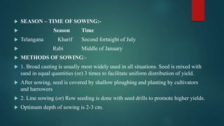  SEASON – TIME OF SOWING:-
 Season Time
 Telangana Kharif Second fortnight of July
 Rabi Middle of January
 METHODS OF SOWING:-
 1. Broad casting is usually most widely used in all situations. Seed is mixed with
sand in equal quantities (or) 3 times to facilitate uniform distribution of yield.
 After sowing, seed is covered by shallow ploughing and planting by cultivators
and harrowers
 2. Line sowing (or) Row seeding is done with seed drills to promote higher yields.
 Optimum depth of sowing is 2-3 cm.
 