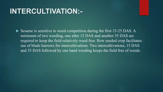 INTERCULTIVATION:-
 Sesame is sensitive to weed competition during the first 15-25 DAS. A
minimum of two weeding, one after 15 DAS and another 35 DAS are
required to keep the field relatively weed free. Row seeded crop facilitates
use of blade harrows for intercultivations. Two intercultivations, 15 DAS
and 35 DAS followed by one hand weeding keeps the field free of weeds.
 