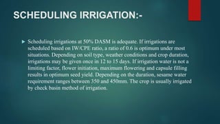 SCHEDULING IRRIGATION:-
 Scheduling irrigations at 50% DASM is adequate. If irrigations are
scheduled based on IW/CPE ratio, a ratio of 0.6 is optimum under most
situations. Depending on soil type, weather conditions and crop duration,
irrigations may be given once in 12 to 15 days. If irrigation water is not a
limiting factor, flower initiation, maximum flowering and capsule filling
results in optimum seed yield. Depending on the duration, sesame water
requirement ranges between 350 and 450mm. The crop is usually irrigated
by check basin method of irrigation.
 