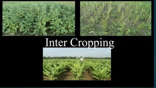 Inter Cropping
 