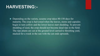 HARVESTING:-
 Depending on the variety, sesame crop takes 80-150 days for
maturity. The crop is harvested when the leaves, stems and capsules
begin to turn yellow and the lower leaves start shedding. To prevent
shedding of seed, the crop should not become dead ripe in the field.
The ripe plants are cut at the ground level carried to threshing yard,
stacked for a week in the sun with the cut ends upwards.
 