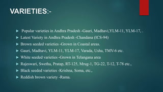VARIETIES:-
 Popular varieties in Andhra Pradesh -Gauri, Madhavi,YLM-11, YLM-17, .
 Latest Variety in Andhra Pradesh -Chandana (ICS-94)
 Brown seeded varieties -Grown in Coastal areas.
 Gauri, Madhavi, YLM-11, YLM-17, Varada, Usha, TMV-6 etc.
 White seeded varieties -Grown in Telangana area
 Rajeswari, Swetha, Pratap, RT-125, Mrug-1, TG-22, T-12, T-78 etc.,
 Black seeded varieties -Krishna, Soma, etc.,
 Reddish brown variety -Rama.
 