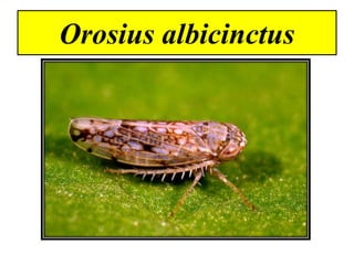 Orosius albicinctus
 