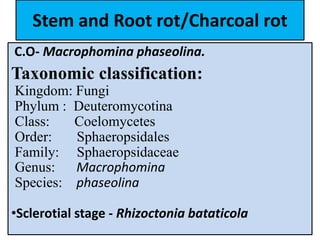 Stem and Root rot/Charcoal rot
C.O- Macrophomina phaseolina.
Taxonomic classification:
Kingdom: Fungi
Phylum : Deuteromycotina
Class: Coelomycetes
Order: Sphaeropsidales
Family: Sphaeropsidaceae
Genus: Macrophomina
Species: phaseolina
•Sclerotial stage - Rhizoctonia bataticola
 