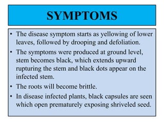 SYMPTOMS
• The disease symptom starts as yellowing of lower
leaves, followed by drooping and defoliation.
• The symptoms were produced at ground level,
stem becomes black, which extends upward
rupturing the stem and black dots appear on the
infected stem.
• The roots will become brittle.
• In disease infected plants, black capsules are seen
which open prematurely exposing shriveled seed.
 