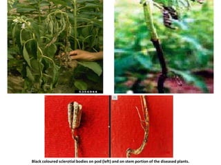 Black coloured sclerotial bodies on pod (left) and on stem portion of the diseased plants.
 