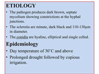 ETIOLOGY
• The pathogen produces dark brown, septate
mycelium showing constrictions at the hyphal
junctions.
• The sclerotia are minute, dark black and 110-130µm
in diameter.
• The conidia are hyaline, elliptical and single celled.
Epidemiology
• Day temperature of 30˚C and above
• Prolonged drought followed by copious
irrigation.
 