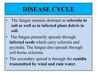 DISEASE CYCLE
• The fungus remains dormant as sclerotia in
soil as well as in infected plant debris in
soil.
• The fungus primarily spreads through
infected seeds which carry sclerotia and
pycnidia. The fungus also spreads through
soil-borne sclerotia.
• The secondary spread is through the conidia
transmitted by wind and rain water.
 