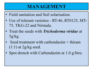 MANAGEMENT
• Field sanitation and Soil solarisation.
• Use of tolerant varieties - RT-46, RT0125, MT-
75, TKG-22 and Nirmala.
• Treat the seeds with Trichoderma viridae at
5g/kg.
• Seed treatment with carbendazim + thiram
(1:1) at 2g/kg seed.
• Spot drench with Carbendazim at 1.0 g/litre.
 