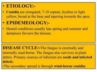 • ETIOLOGY:-
• Conidia are elongated, 7-10 septate, hyaline to light
yellow, broad at the base and tapering towards the apex.
• EPIDEMEOLOGY:-
• Humid conditions usually late spring and summer and
dampness favours the disease.
DISEASE CYCLE:-The fungus is externally and
internally seed-borne. The fungus also survives in plant
debris. Primary sources of infection are seeds and infected
debris.
•The secondary spread is through wind-borne conidia.
 