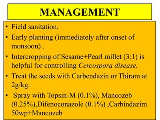 MANAGEMENT
• Field sanitation.
• Early planting (immediately after onset of
monsoon) .
• Intercropping of Sesame+Pearl millet (3:1) is
helpful for controlling Cercospora disease.
• Treat the seeds with Carbendazin or Thiram at
2g/kg.
• Spray with Topsin-M (0.1%), Mancozeb
(0.25%),Difenoconazole (0.1%) ,Carbindazim
50wp+Mancozeb
 