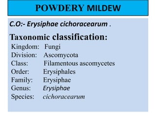 POWDERY MILDEW
C.O:- Erysiphae cichoracearum .
Taxonomic classification:
Kingdom: Fungi
Division: Ascomycota
Class: Filamentous ascomycetes
Order: Erysiphales
Family: Erysiphae
Genus: Erysiphae
Species: cichoracearum
 