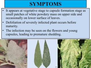SYMPTOMS
• It appears at vegetative stage to capsule formation stage as
small patches of white powdery mass on upper side and
occasionally on lower surface of leaves.
• Defoliation of severely infected plant occurs before
maturity.
• The infection may be seen on the flowers and young
capsules, leading to premature shedding.
 