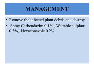 MANAGEMENT
• Remove the infected plant debris and destroy.
• Spray Carbendazim 0.1% , Wettable sulphur
0.3%, Hexaconazole 0.2%.
 