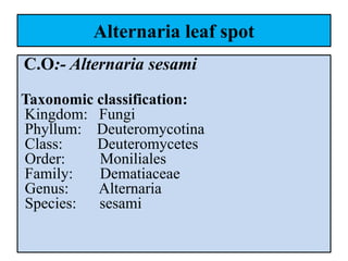 Alternaria leaf spot
C.O:- Alternaria sesami
Taxonomic classification:
Kingdom: Fungi
Phyllum: Deuteromycotina
Class: Deuteromycetes
Order: Moniliales
Family: Dematiaceae
Genus: Alternaria
Species: sesami
 