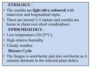 ETIOLOGY:-
• The conidia are light olive coloured with
transverse and longitudinal septa.
• These are around 3-5 septate and conidia are
borne in chain over short conidiophore.
EPIDEMEOLOGY:-
• Low temperature (20-25°C),
• High relative humidity
• Cloudy weather.
Disease Cycle
• The fungus is seed-borne and also soil-borne as it
remains dormant in the infected plant debris.
 