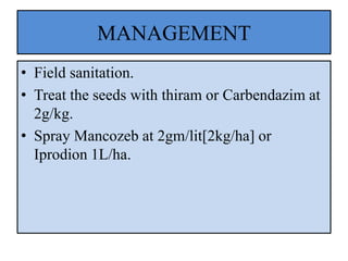 MANAGEMENT
• Field sanitation.
• Treat the seeds with thiram or Carbendazim at
2g/kg.
• Spray Mancozeb at 2gm/lit[2kg/ha] or
Iprodion 1L/ha.
 