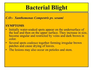 Bacterial Blight
C.O:- Xanthomonas Compestris pv. sesami
SYMPTOMS
• Initially water-soaked spots appear on the undersurface of
the leaf and then on the upper surface. They increase in size,
become angular and restricted by veins and dark brown in
color.
• Several spots coalesce together forming irregular brown
patches and cause drying of leaves.
• The lesions may also occur on petioles and stem.
 