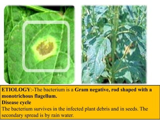 ETIOLOGY:-The bacterium is a Gram negative, rod shaped with a
monotrichous flagellum.
Disease cycle
The bacterium survives in the infected plant debris and in seeds. The
secondary spread is by rain water.
 