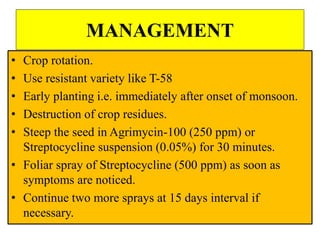 MANAGEMENT
• Crop rotation.
• Use resistant variety like T-58
• Early planting i.e. immediately after onset of monsoon.
• Destruction of crop residues.
• Steep the seed in Agrimycin-100 (250 ppm) or
Streptocycline suspension (0.05%) for 30 minutes.
• Foliar spray of Streptocycline (500 ppm) as soon as
symptoms are noticed.
• Continue two more sprays at 15 days interval if
necessary.
 