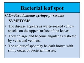 Bacterial leaf spot
C.O:-Pseudomonas syringe pv sesame
SYMPTOMS
• The disease appears as water-soaked yellow
specks on the upper surface of the leaves.
• They enlarge and become angular as resticted
by veins and veinlets.
• The colour of spot may be dark brown with
shiny oozes of bacterial masses.
 