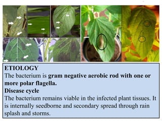ETIOLOGY
The bacterium is gram negative aerobic rod with one or
more polar flagella.
Disease cycle
The bacterium remains viable in the infected plant tissues. It
is internally seedborne and secondary spread through rain
splash and storms.
 