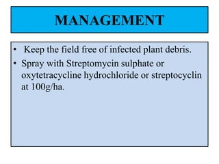 MANAGEMENT
• Keep the field free of infected plant debris.
• Spray with Streptomycin sulphate or
oxytetracycline hydrochloride or streptocyclin
at 100g/ha.
 