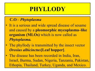 PHYLLODY
C.O:- Phytoplasma
• It is a serious and wide spread disease of sesame
and caused by a pleomorphic mycoplasma–like
organism (MLOs) which is now called as
Phytoplasma.
• The phyllody is transmitted by the insect vector
Orosius albicinctus[Leaf hopper].
• The disease has been recorded in India, Iran,
Israel, Burma, Sudan, Nigeria, Tanzania, Pakistan,
Ethopia, Thailand, Turkey, Uganda, and Mexico.
 