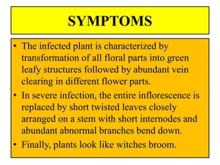 SYMPTOMS
• The infected plant is characterized by
transformation of all floral parts into green
leafy structures followed by abundant vein
clearing in different flower parts.
• In severe infection, the entire inflorescence is
replaced by short twisted leaves closely
arranged on a stem with short internodes and
abundant abnormal branches bend down.
• Finally, plants look like witches broom.
 