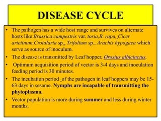 DISEASE CYCLE
• The pathogen has a wide host range and survives on alternate
hosts like Brassica campestris var. toria,B. rapa, Cicer
arietinum,Crotalaria sp., Trifolium sp., Arachis hypogaea which
serve as source of inoculum.
• The disease is transmitted by Leaf hopper, Orosius albicinctus.
• Optimum acquisition period of vector is 3-4 days and inoculation
feeding period is 30 minutes.
• The incubation period of the pathogen in leaf hoppers may be 15-
63 days in sesame. Nymphs are incapable of transmitting the
phytoplasma.
• Vector population is more during summer and less during winter
months.
 